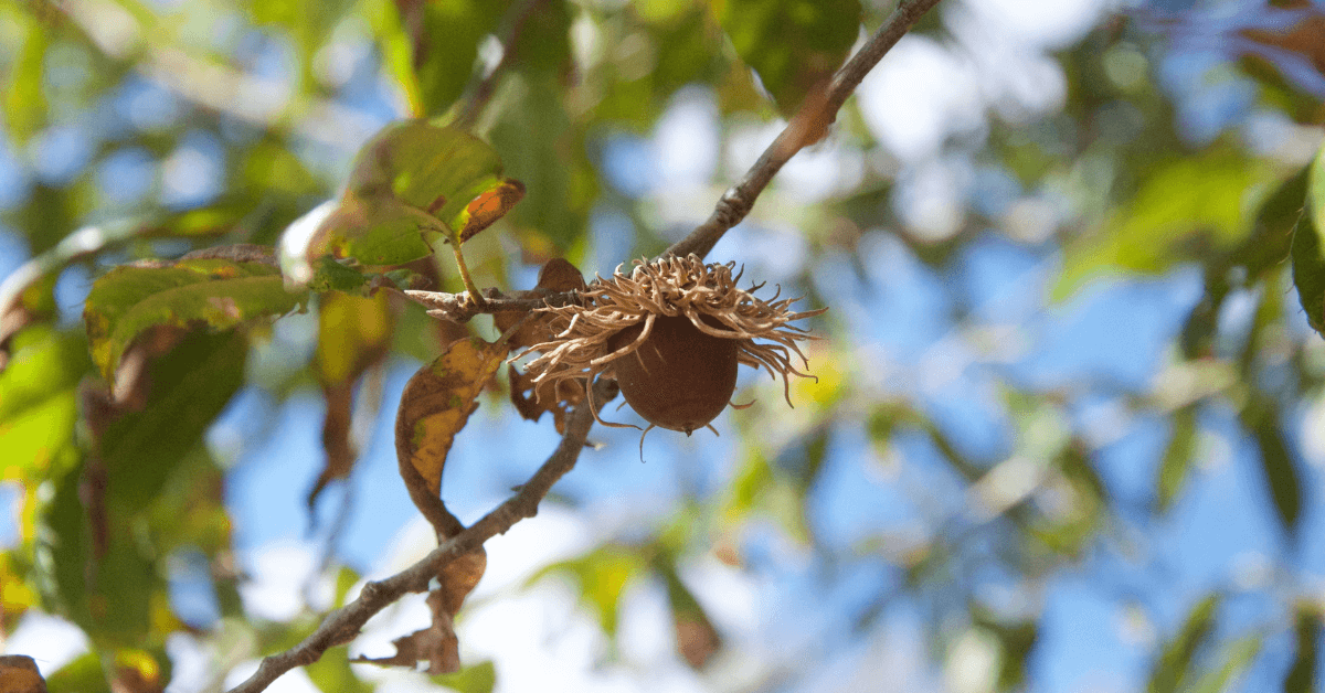 Deer Candy: The Sawtooth Oak